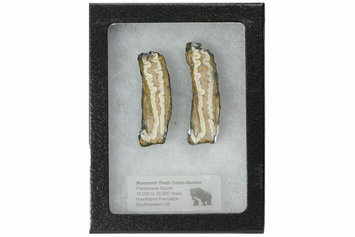 Mammoth Molar Slices With Case - South Carolina #99516
